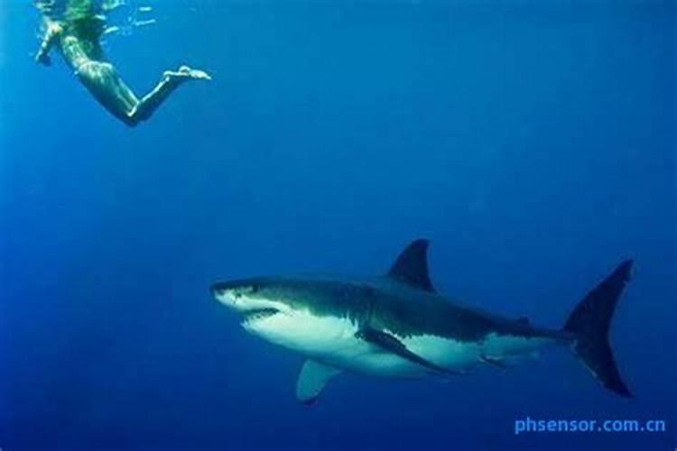 梦到鲨鱼是什么意思