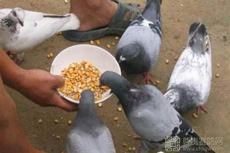 捡的鸽子为啥都不吃东西