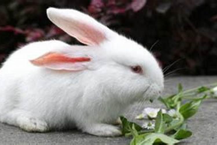 梦见兔子是什么预兆是什么意思