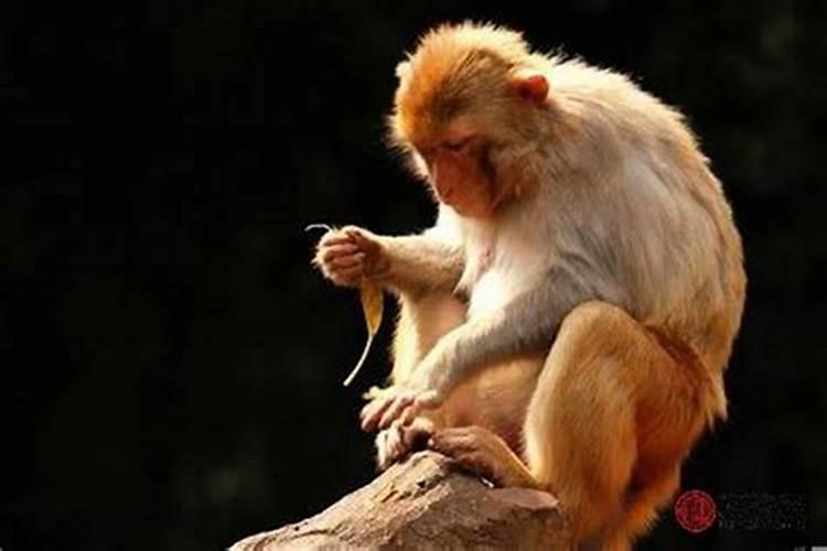 猴和猴的婚姻如何