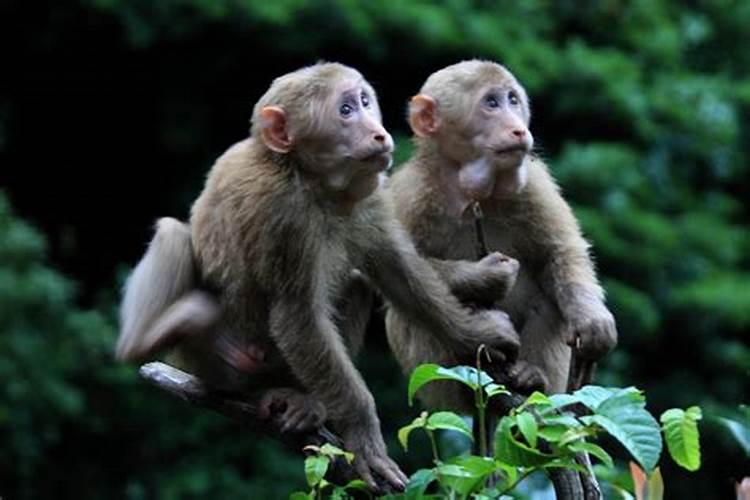 猴与猴的婚姻关系如何