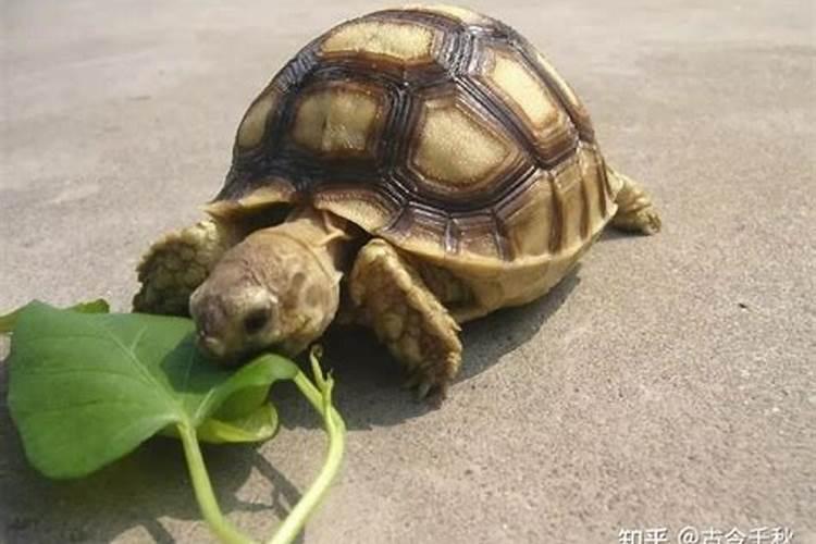 路边捡到一只乌龟好不好