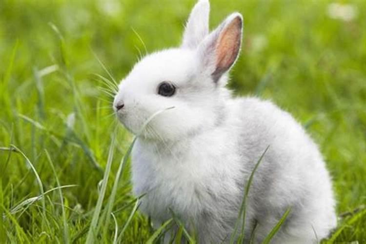 兔子是不是冬至出生