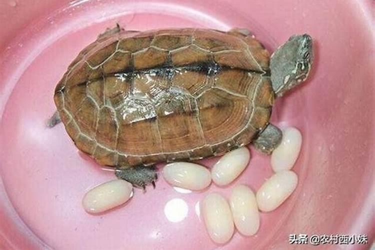 梦见大乌龟浮出水面