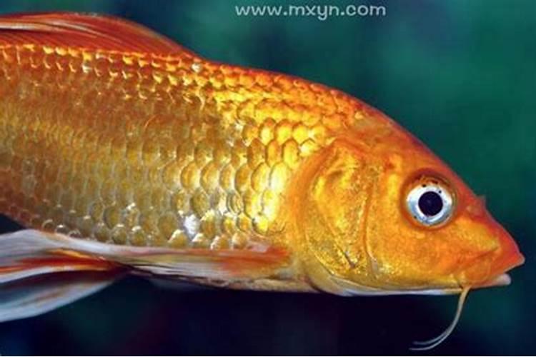 梦见金色的金鱼是不是胎梦