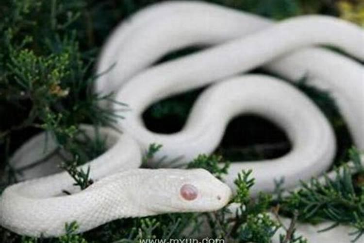 梦到白蛇是什么意思